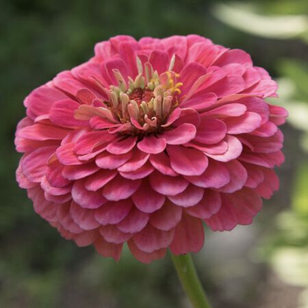 Benary's Giant Carmine, Zinnia Seeds - Packet image number null